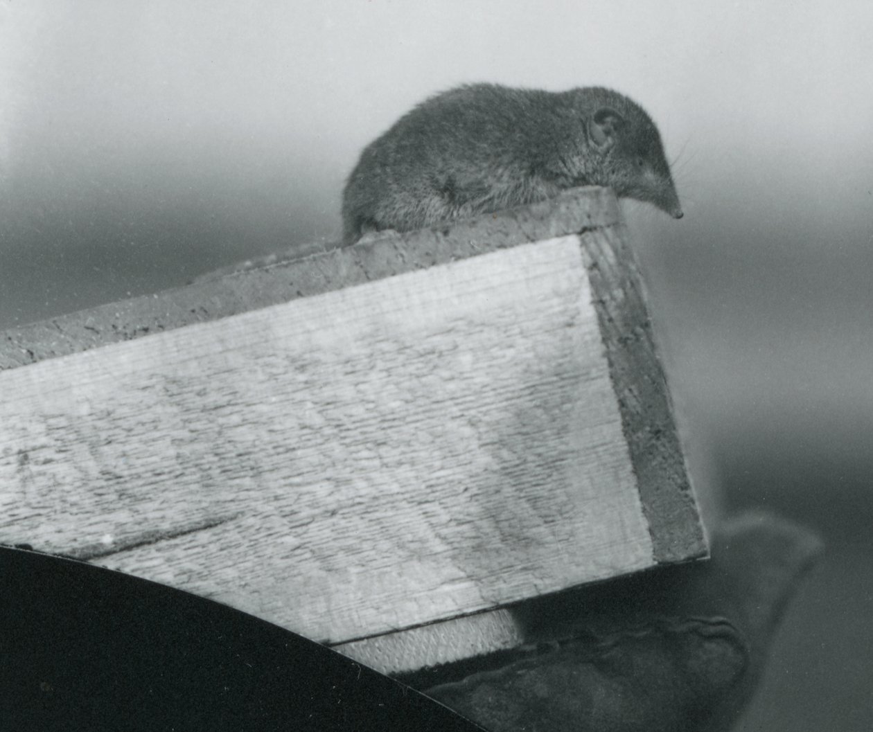Une musaraigne blanche au zoo de Londres - Frederick William Bond