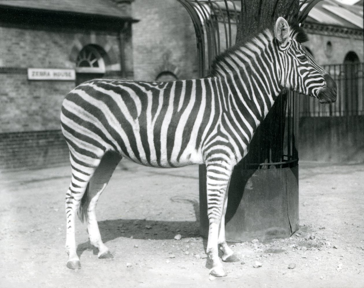 Un zèbre dans le paddock devant la maison des zèbres au Zoo de Londres en 1925 - Frederick William Bond
