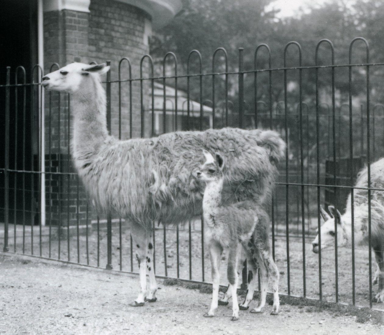 Un bébé lama avec sa mère au Zoo de Londres, 1926 - Frederick William Bond