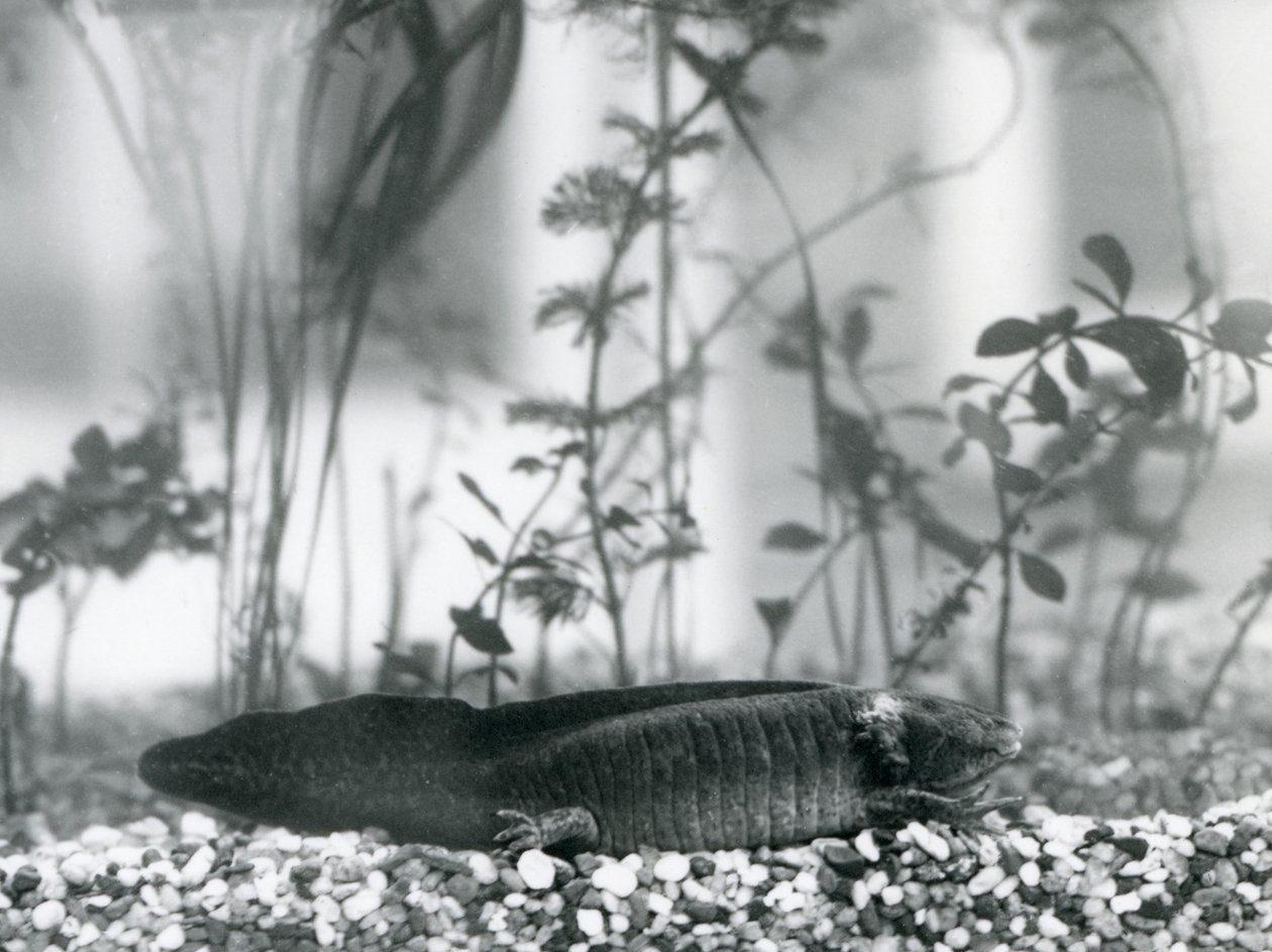 Un axolotl noir/salamandre mexicaine reposant sur du gravier au fond d