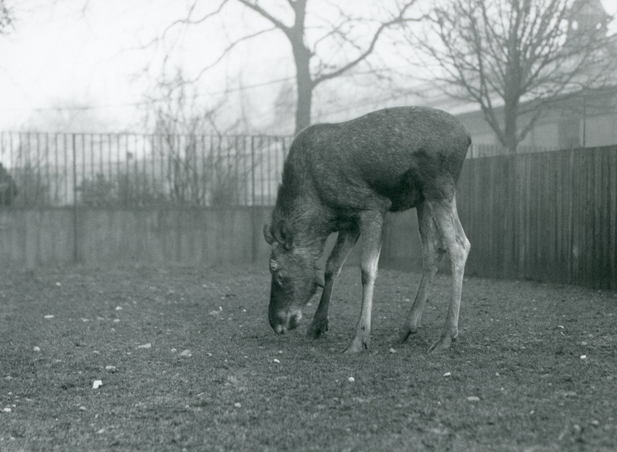 Un élan mâle dans son enclos, Zoo de Londres, janvier 1926 (photo n/b) - Frederick William Bond