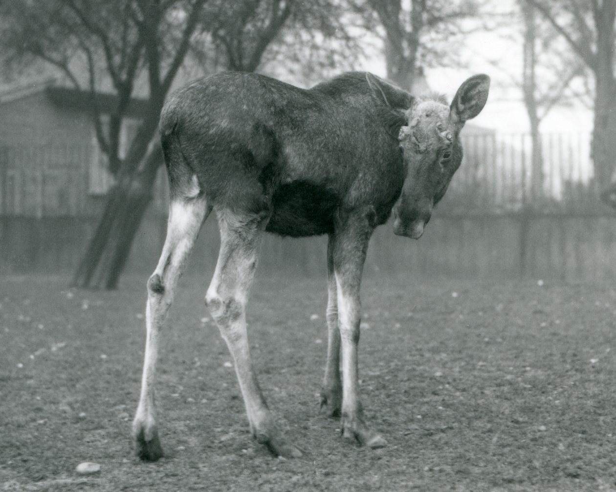 Un élan mâle, avec des blessures de ses bois récemment tombés, debout au Zoo de Londres, janvier 1926 - Frederick William Bond