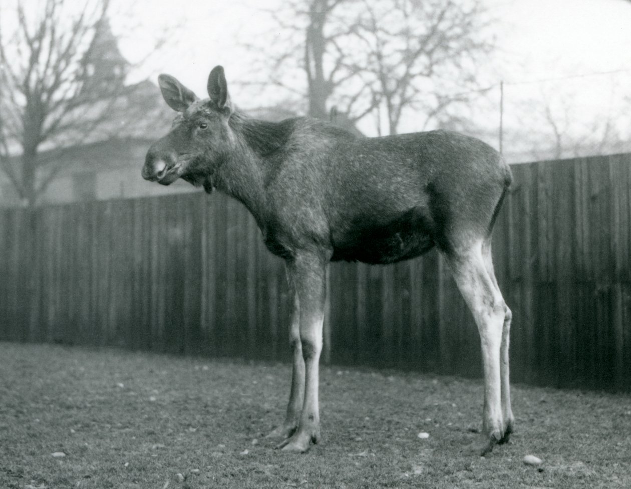 Un élan mâle, avec des blessures de ses bois récemment tombés, debout au Zoo de Londres, janvier 1926 - Frederick William Bond