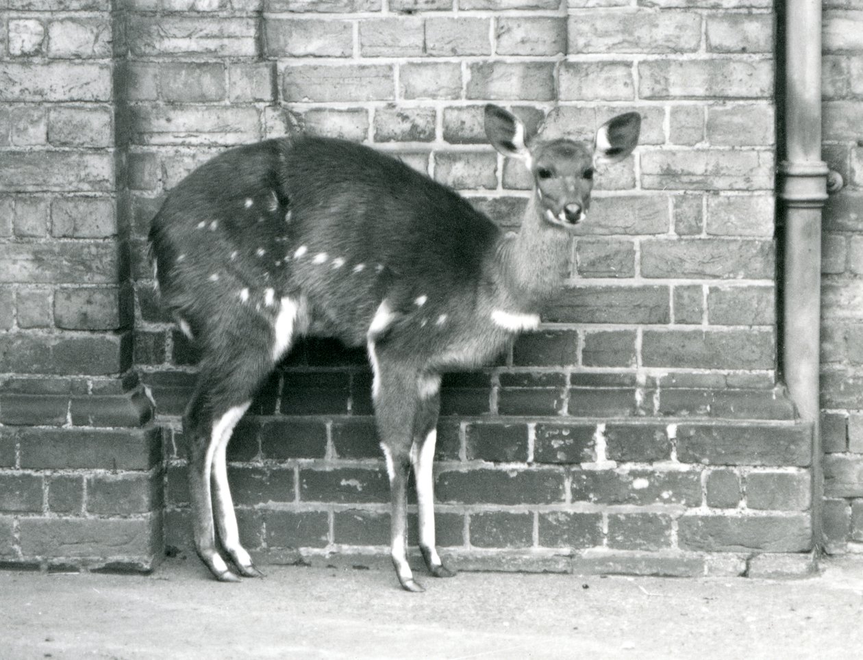 Un bushbuck du Cap femelle debout contre un mur au Zoo de Londres en octobre 1927 - Frederick William Bond