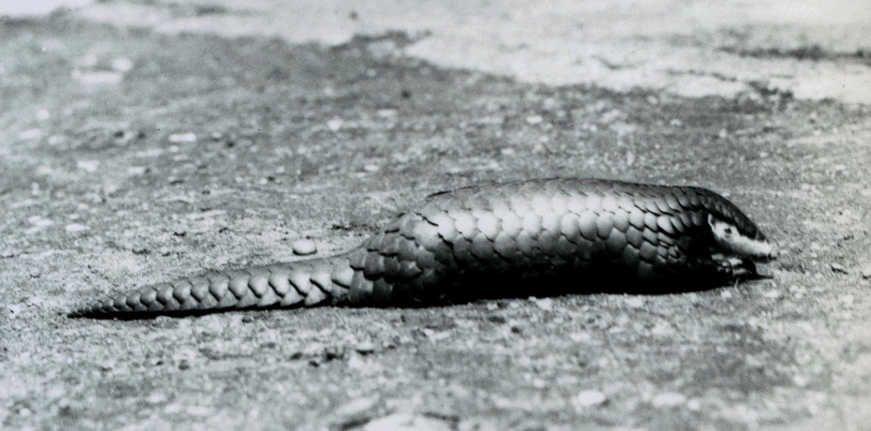 Une femelle pangolin chinois au zoo de Londres en août 1925 - Frederick William Bond