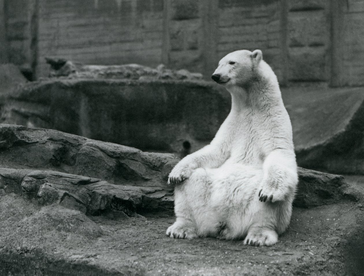 Une ourse polaire assise sur ses hanches sur les terrasses Mappin au zoo de Londres en septembre 1928 - Frederick William Bond