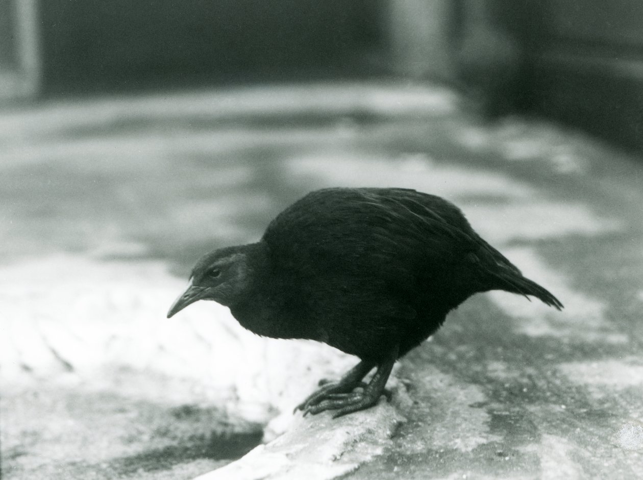 Un WekaMaori sans ailes au zoo de Londres en 1927 - Frederick William Bond