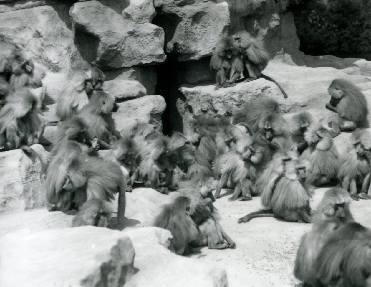 Un groupe de babouins sacrés assis sur des rochers dans leur enclos, Zoo de Londres, juillet 1925 - Frederick William Bond