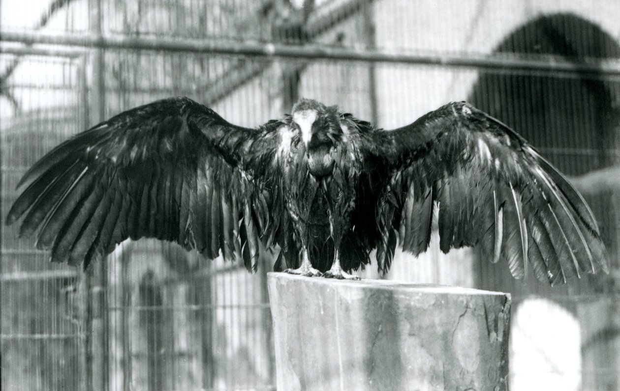 Un vautour à capuchon, debout sur une bûche avec les ailes déployées, profitant d