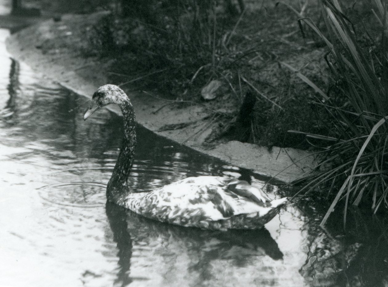 Un cygne hybride, Mute x Black, nageant dans un étang au zoo de Londres en 1927 - Frederick William Bond