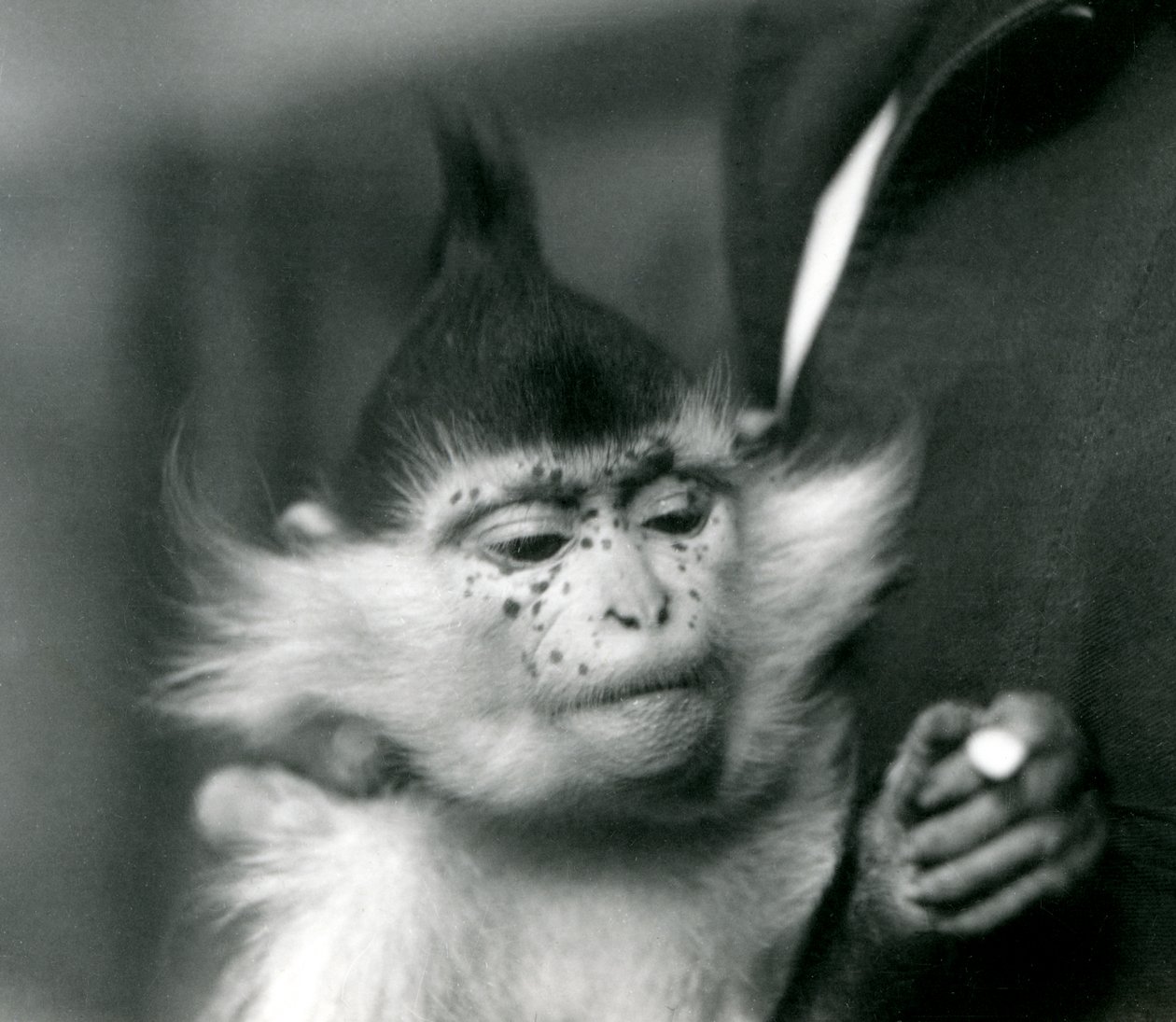Un gardien tient Freckles, un Mangabey à crête noire ou du Congo, Zoo de Londres, 1924 - Frederick William Bond
