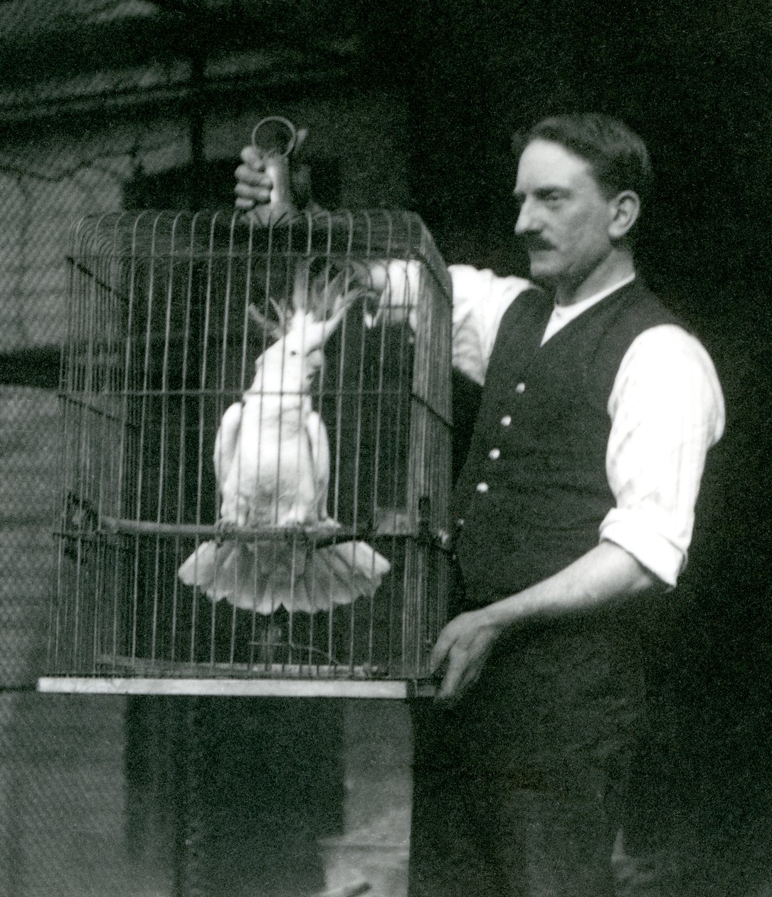 Un gardien tient un cacatoès à huppe jaune, Jade, dans sa cage au Zoo de Londres en octobre 1924 - Frederick William Bond