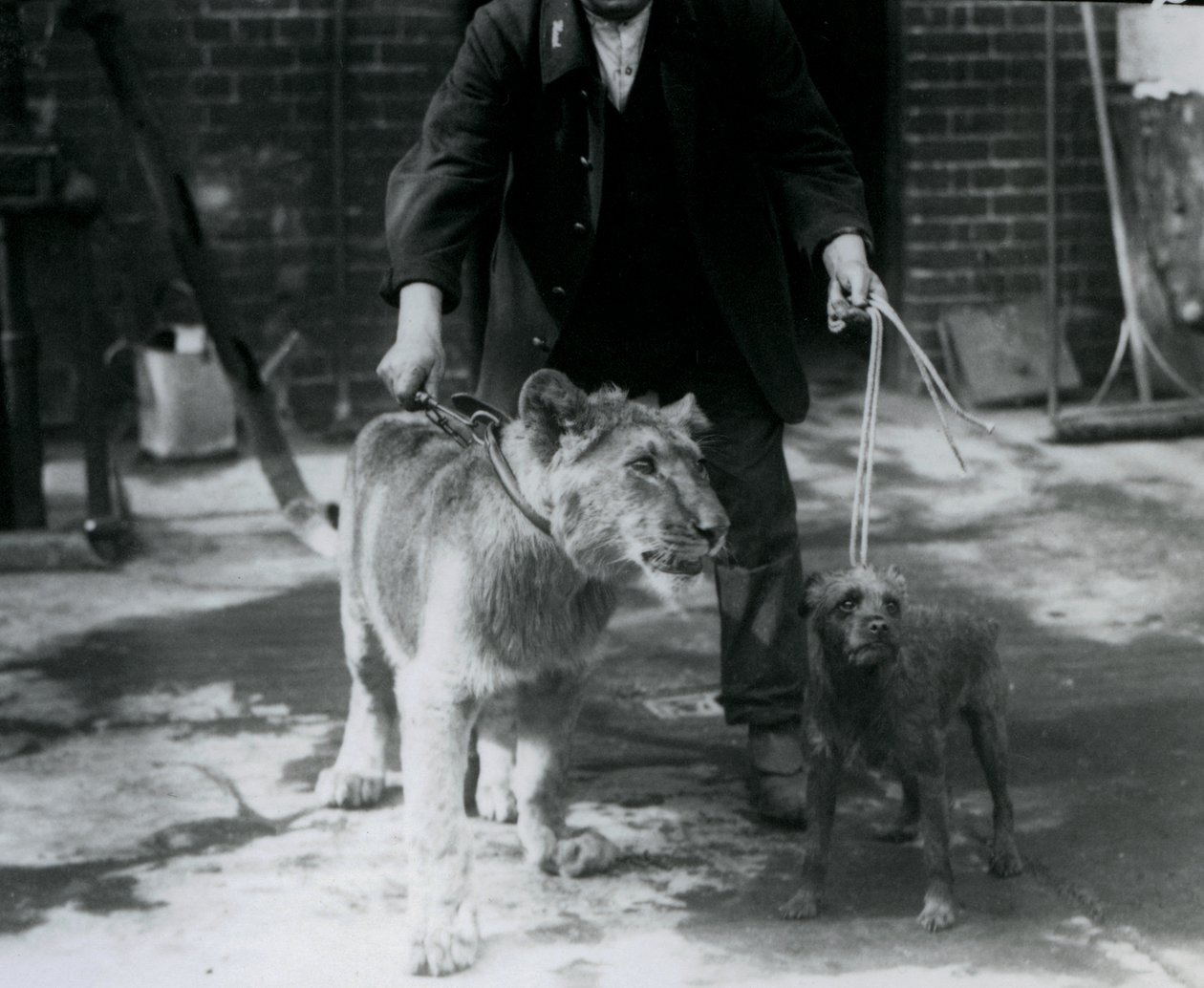 Un gardien promenant un terrier irlandais et un jeune lion en laisse, Zoo de Londres, septembre 1925 - Frederick William Bond