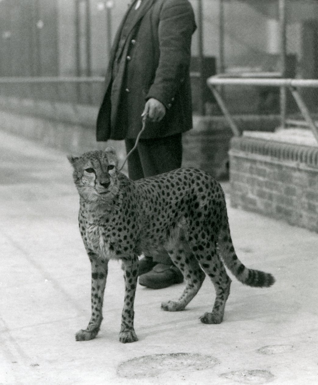 Un gardien avec un guépard en laisse, Zoo de Londres - Frederick William Bond