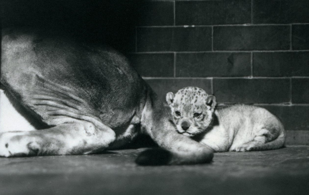 Un lionceau allongé derrière la queue de sa mère, Zoo de Londres, octobre 1925 - Frederick William Bond