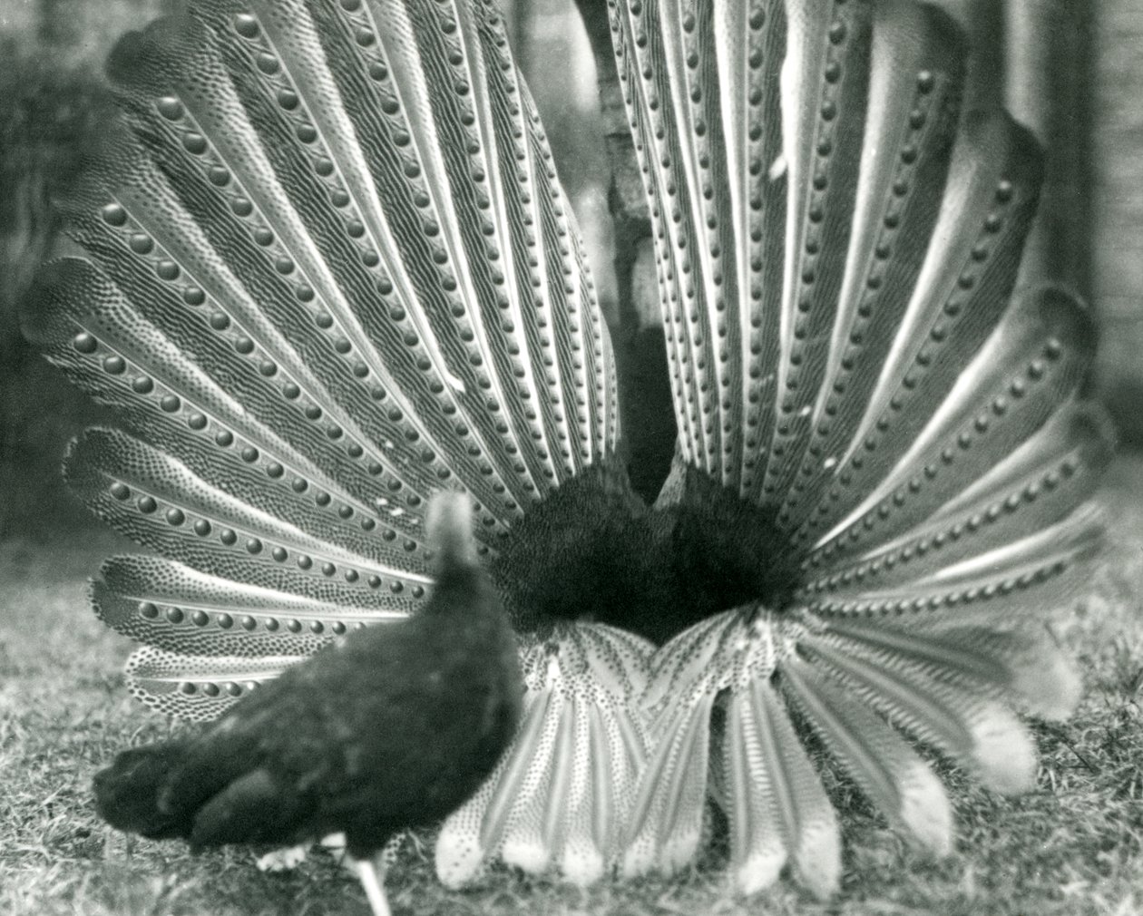 Un faisan Argus mâle en parade nuptiale, avec une femelle à côté de lui, Zoo de Londres, janvier 1926 - Frederick William Bond