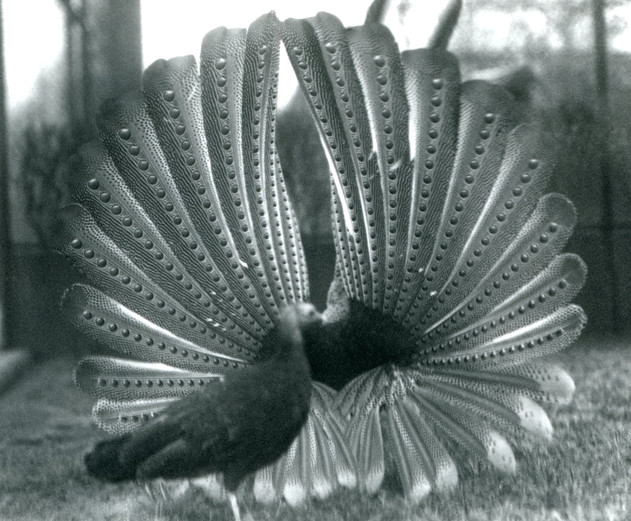 Un faisan Argus mâle en parade nuptiale, avec une femelle à côté de lui, Zoo de Londres, janvier 1926 - Frederick William Bond