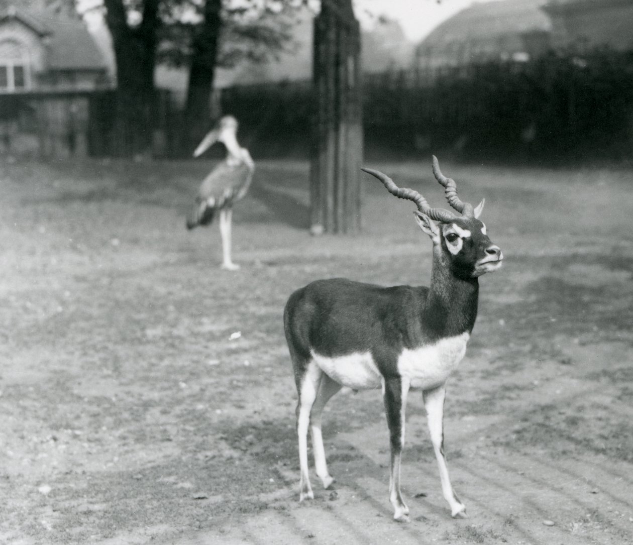 Un mâle Blackbuck ou Antilope indienne dans un enclos au zoo de Londres, octobre 1926 - Frederick William Bond
