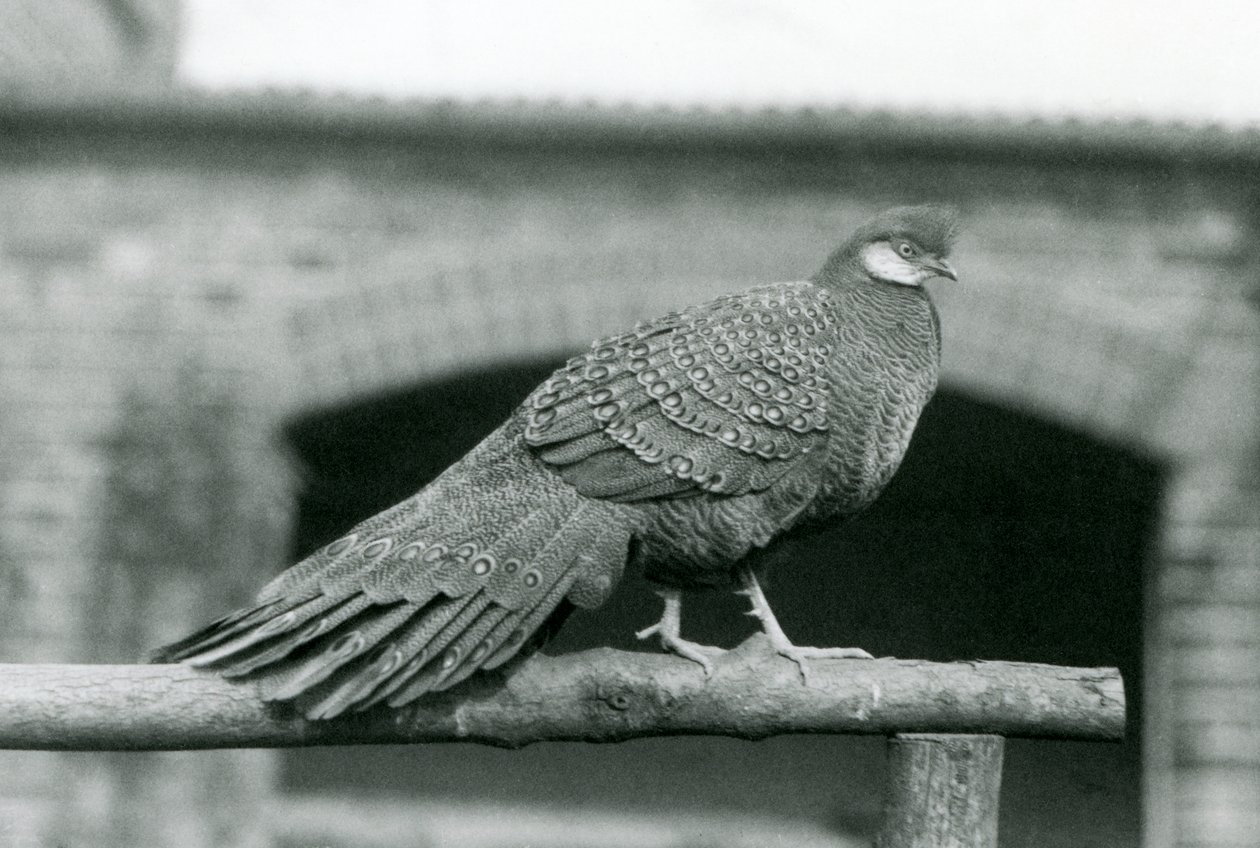Un faisan paon gris mâle sur son perchoir au zoo de Londres en 1931 - Frederick William Bond
