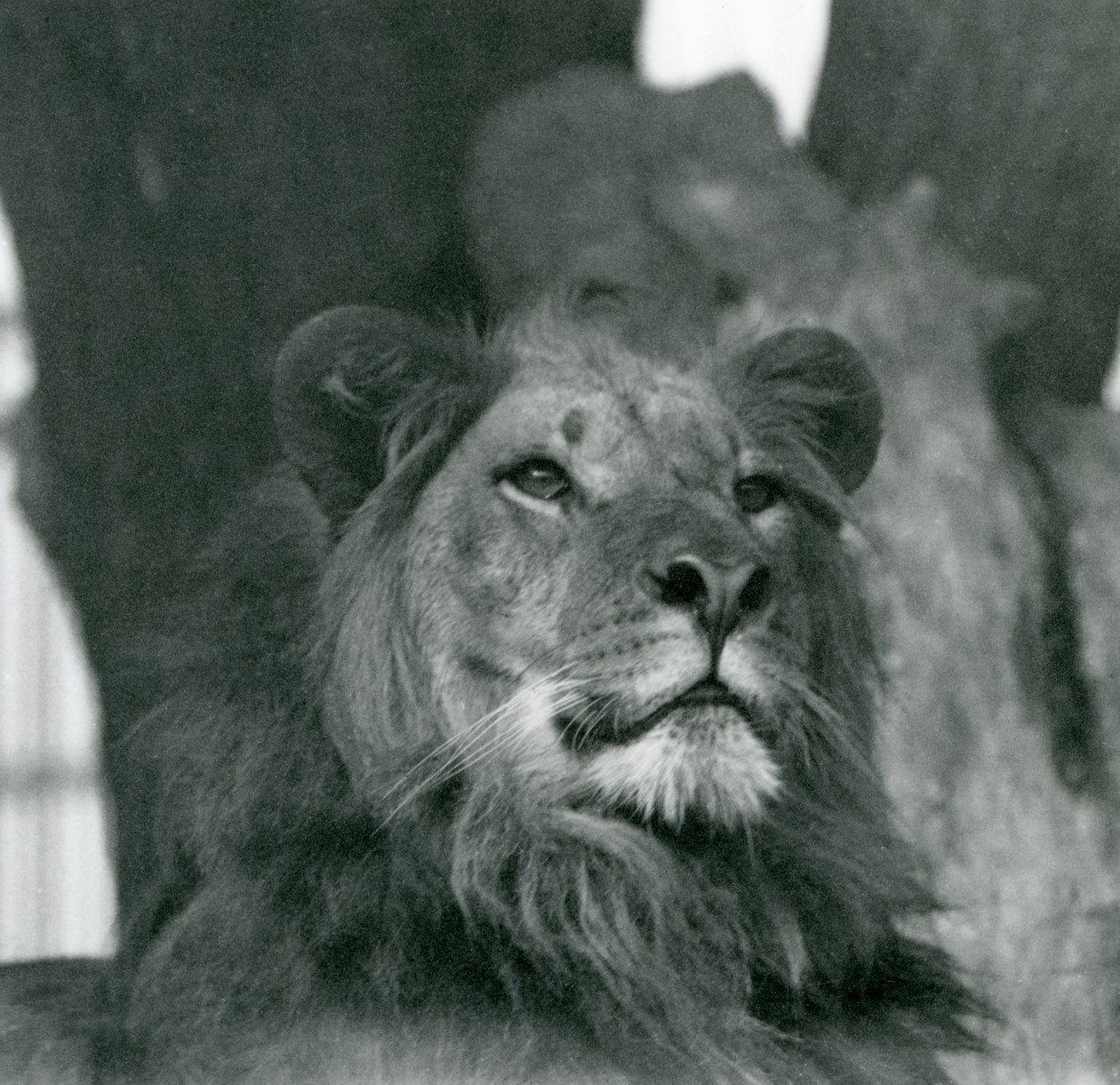 Un lion mâle au zoo de Londres en 1929 - Frederick William Bond