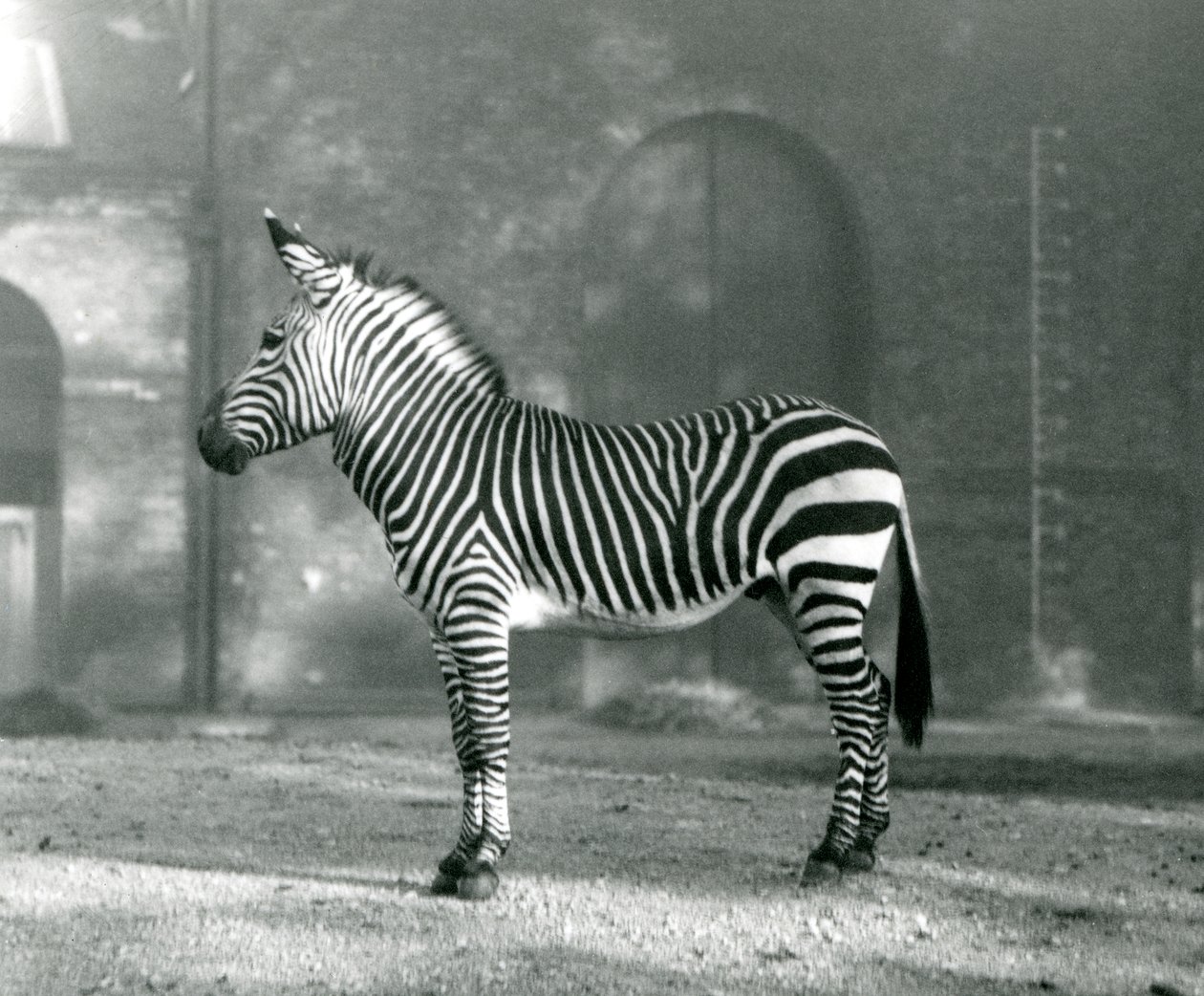 Un zèbre de montagne mâle x zèbre de montagne de Hartmann debout dans son enclos au zoo de Londres en septembre 1927 - Frederick William Bond