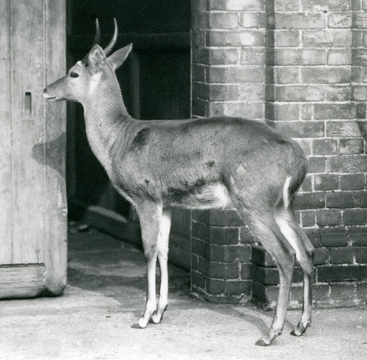 Un reedbuck mâle ou reitbok debout près de la porte de la maison des antilopes, zoo de Londres, 6 octobre 1927 - Frederick William Bond