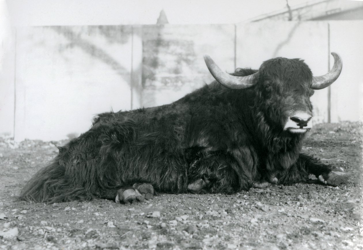 Un yak mâle allongé dans son enclos au Zoo de Londres en août 1928 - Frederick William Bond