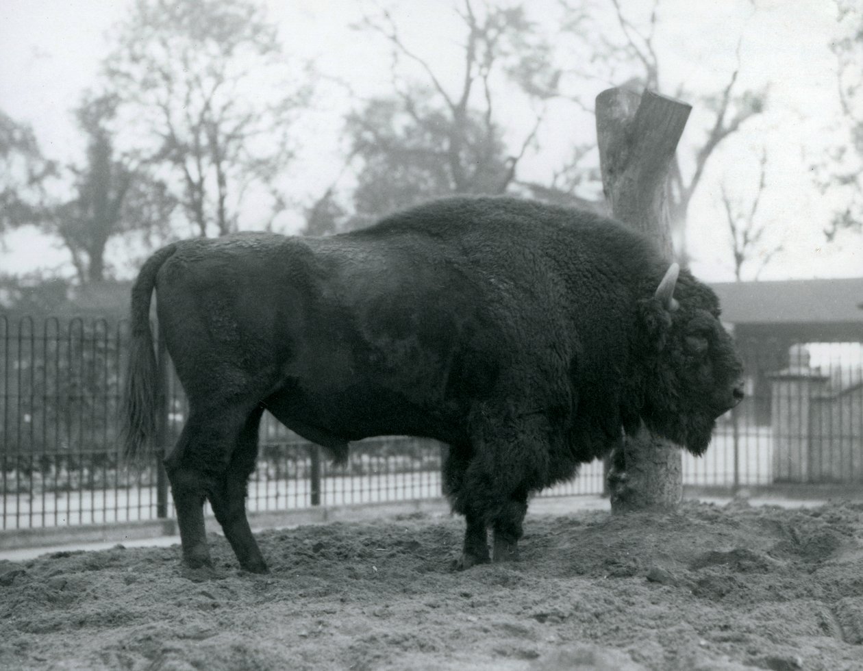 Un bison d