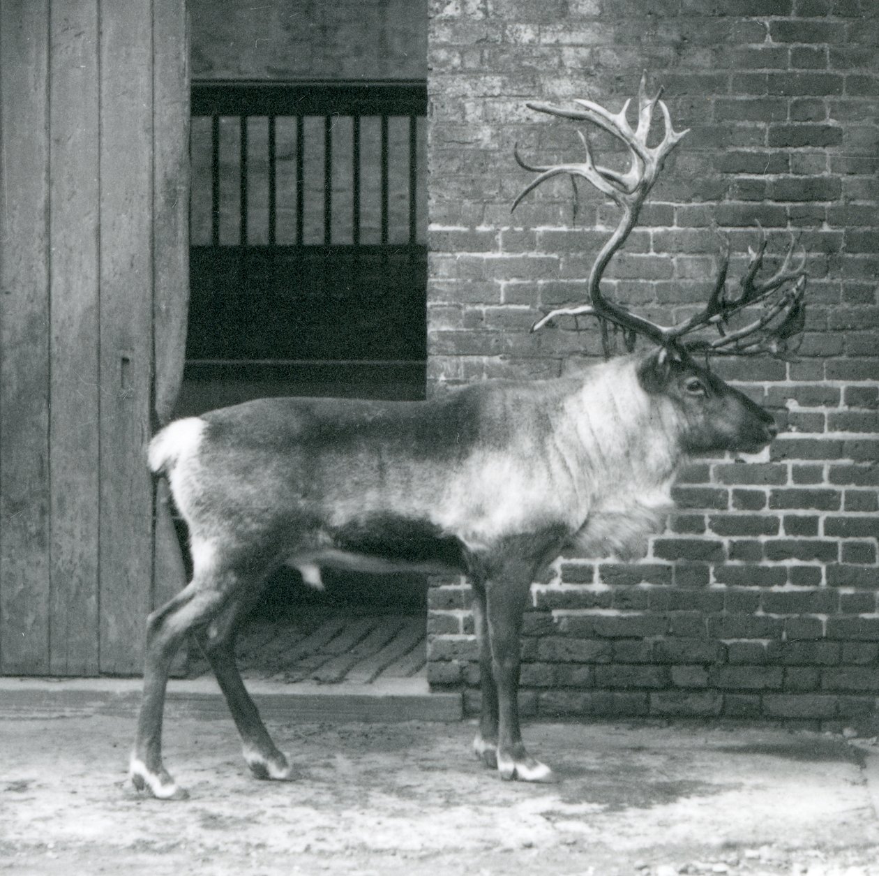 Un renne mâle mature debout dans son enclos au zoo de Londres en 1925 - Frederick William Bond