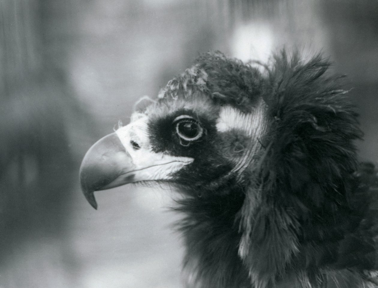 Un vautour moine menacé au zoo de Londres - Frederick William Bond