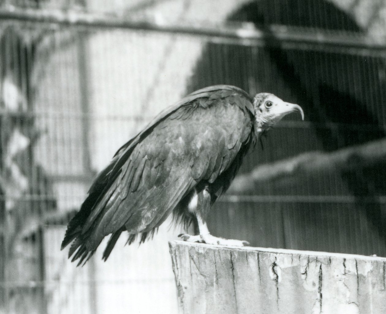 Un vautour charognard en danger critique debout sur une bûche, Zoo de Londres, septembre 1925 - Frederick William Bond