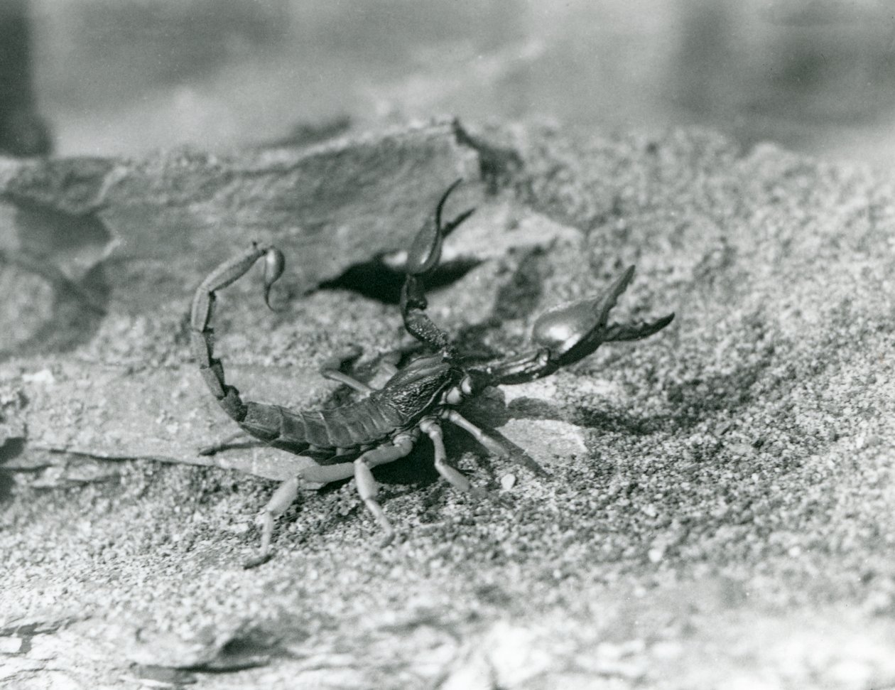 Un scorpion au Zoo de Londres en 1929 (photo n/b) - Frederick William Bond