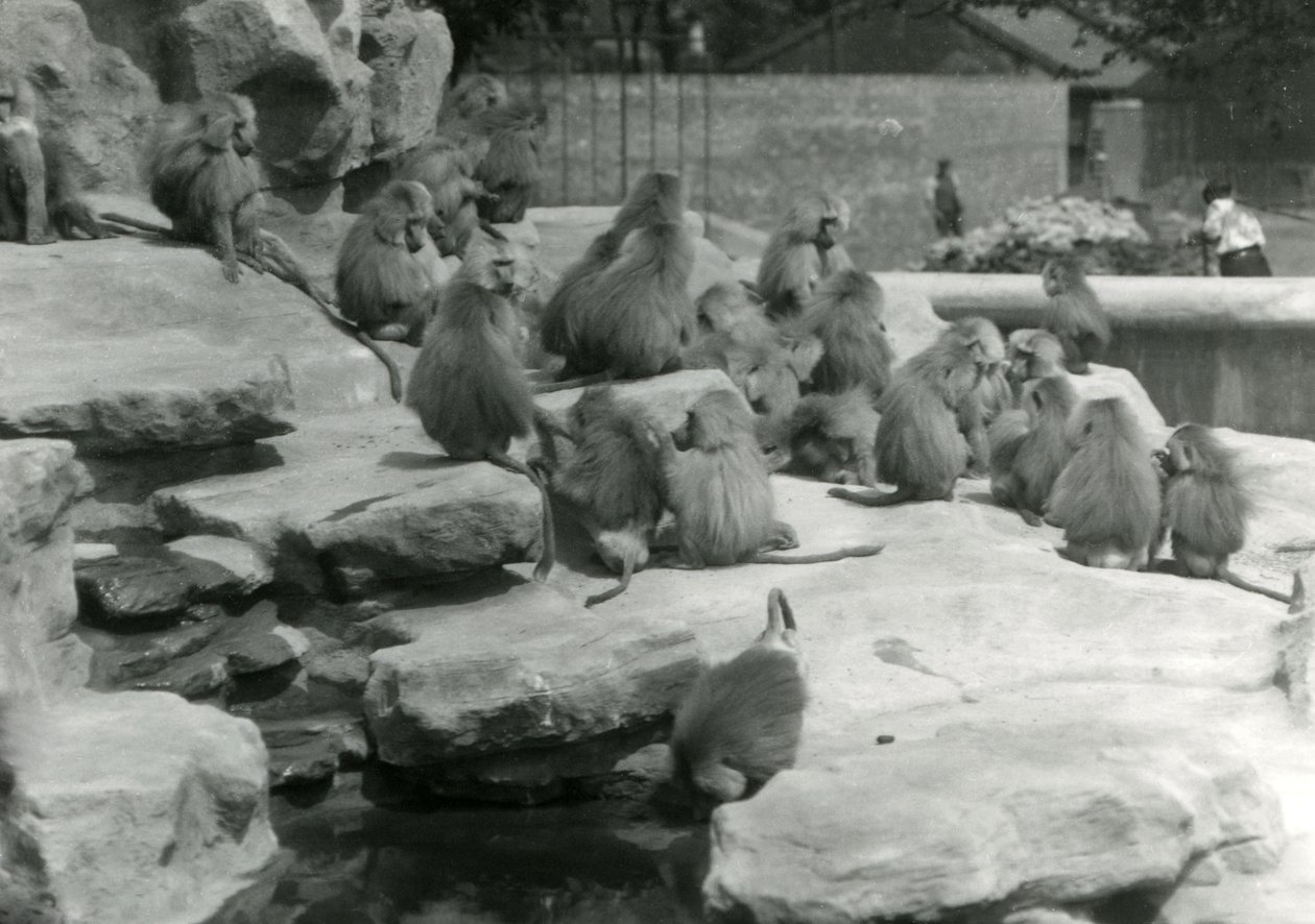 Une troupe de babouins sacrés, dont un buvant à une mare, parmi les rochers de 