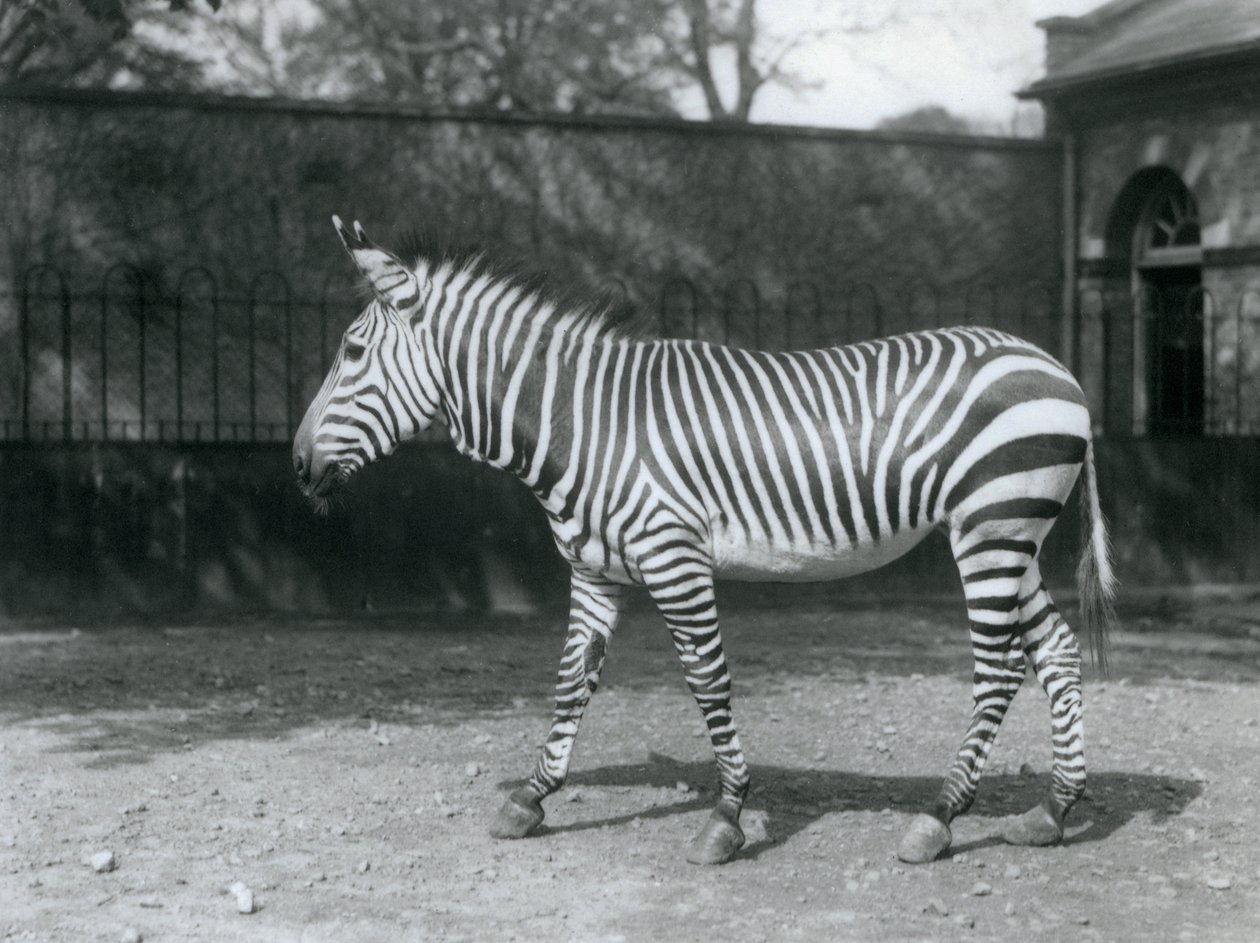 Un zèbre de Hartmann vulnérable debout dans son enclos au zoo de Londres - Frederick William Bond