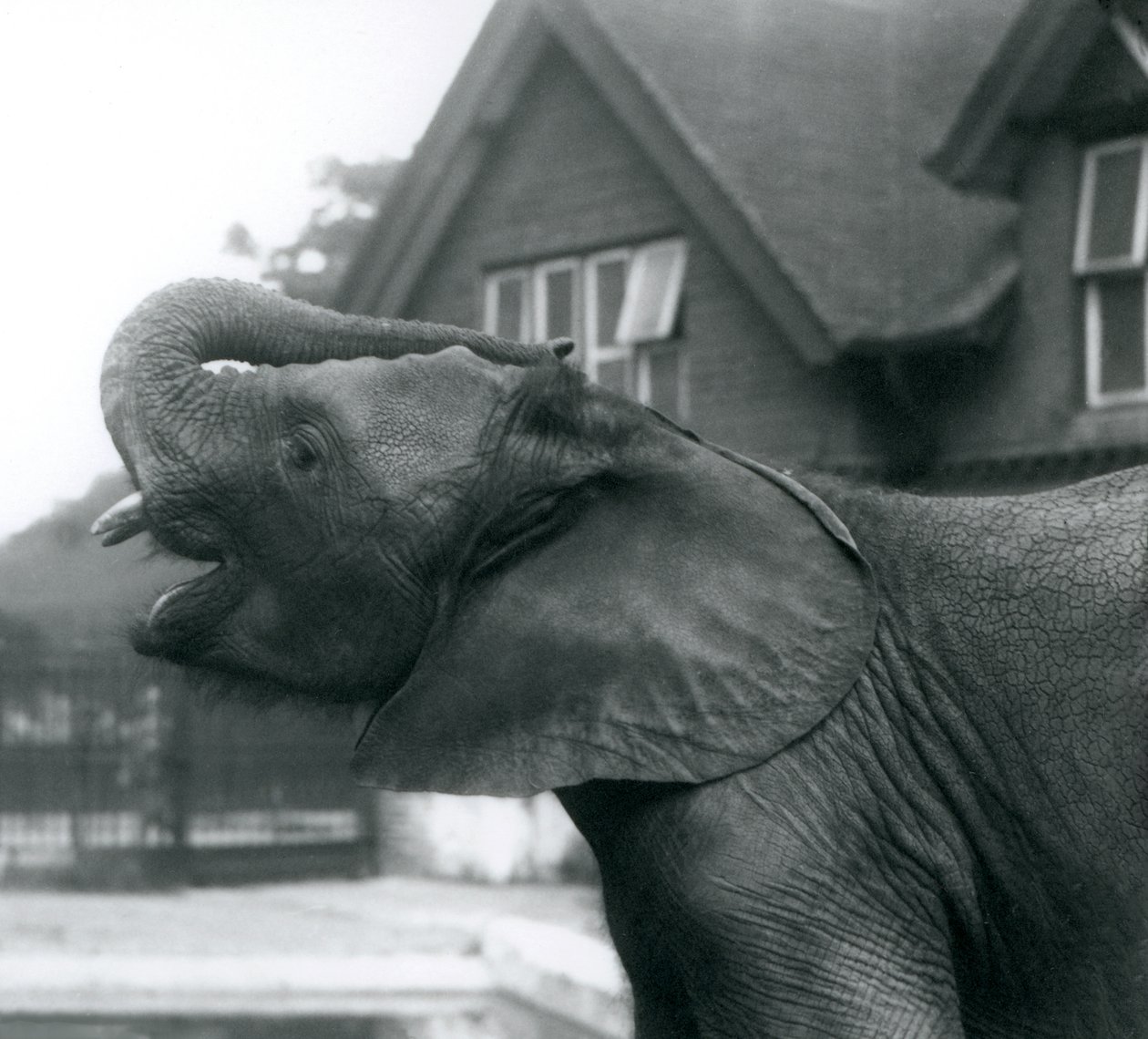 Un jeune éléphant africain avec sa trompe levée sur son front, Zoo de Londres, août 1925 - Frederick William Bond