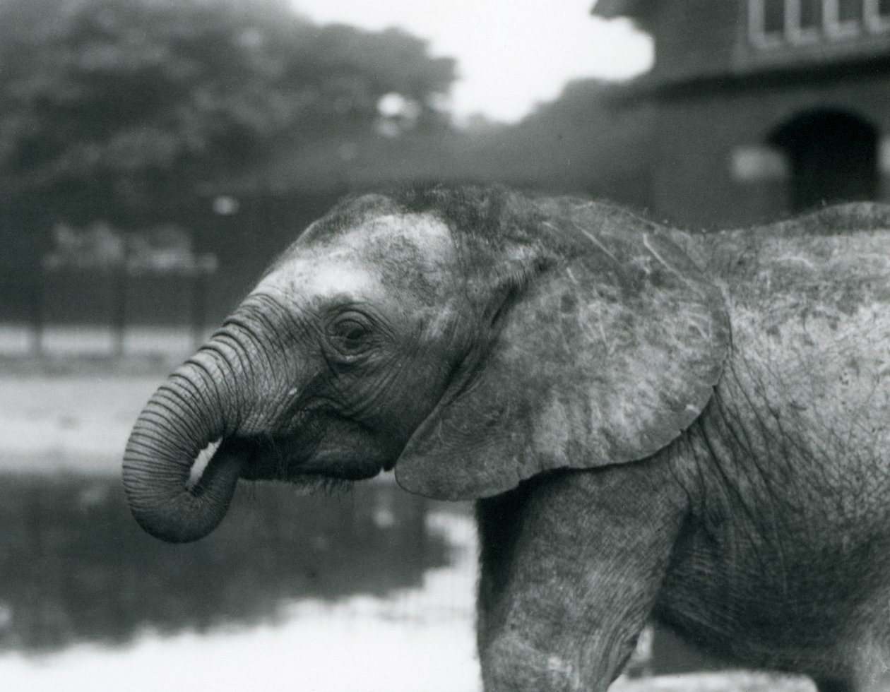 Un jeune éléphant africain avec le bout de sa trompe dans sa bouche, Zoo de Londres, août 1925 - Frederick William Bond