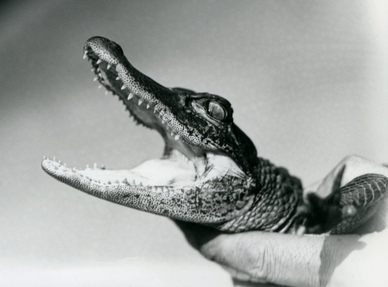 Un jeune alligator tenu par le cou par son gardien, Zoo de Londres, août 1928 - Frederick William Bond
