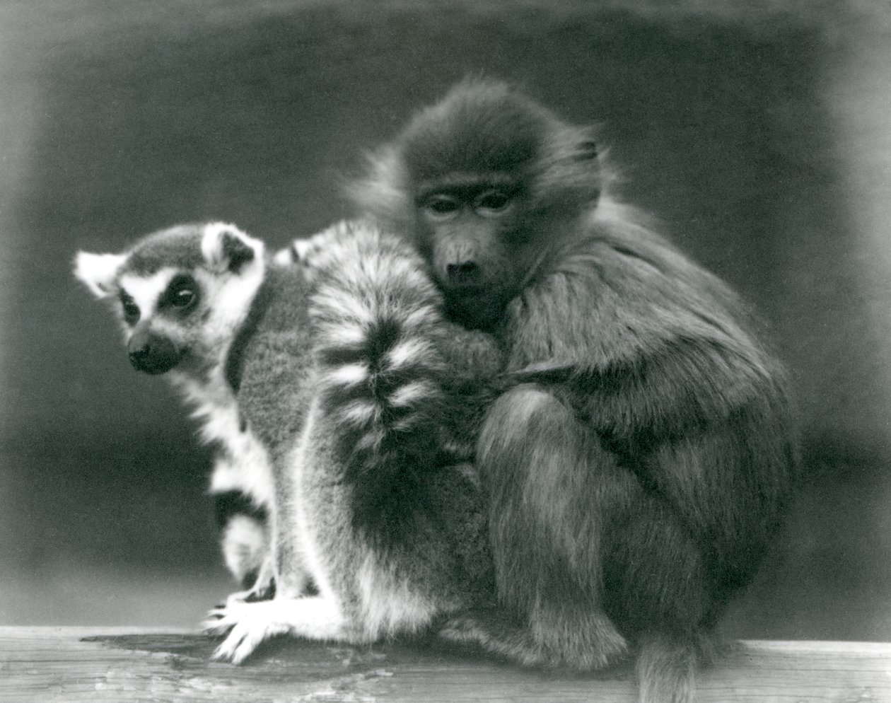 Un jeune babouin se blottit contre un lémurien à queue annelée sur une poutre, zoo de Londres, 1925 - Frederick William Bond