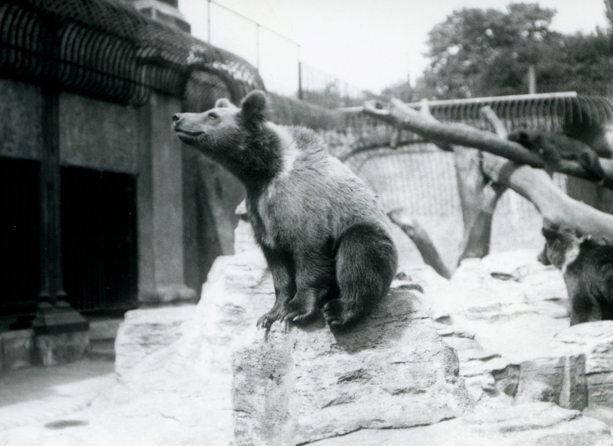 Un jeune ours brun assis sur un rocher au premier plan avec un autre marchant derrière, et un troisième dormant sur une branche, Zoo de Londres, août 1913 - Frederick William Bond