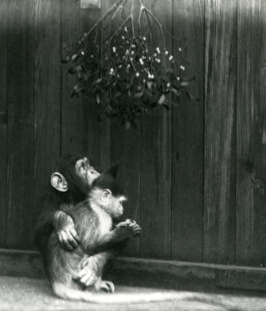 Un jeune chimpanzé met son bras autour d