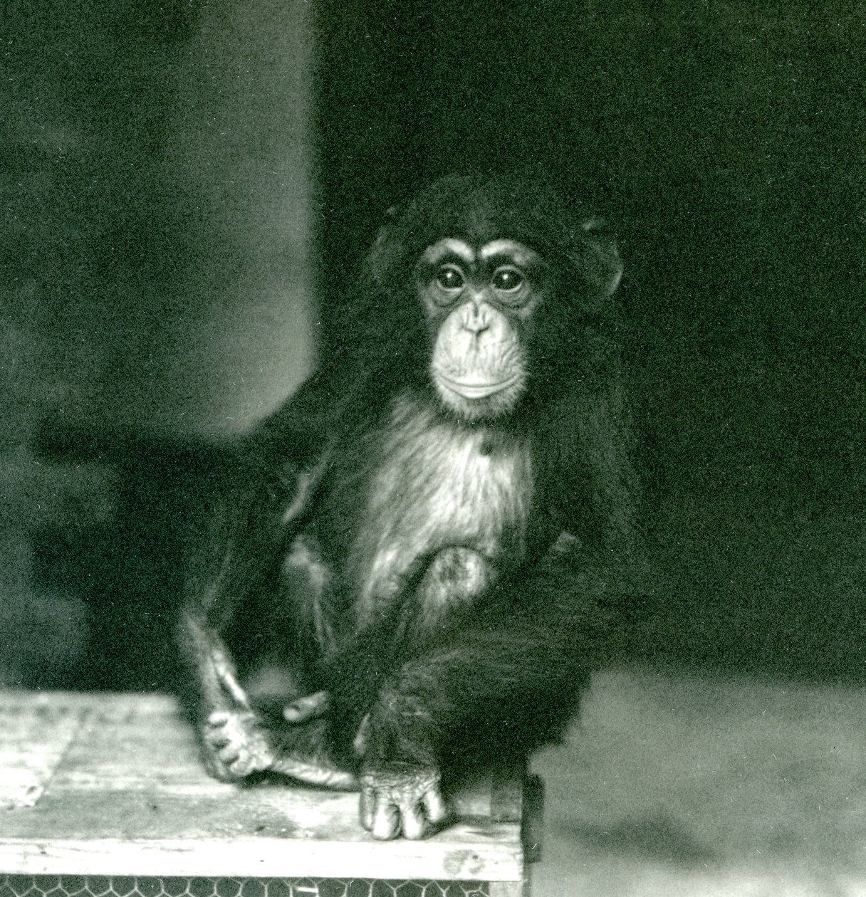 Un jeune chimpanzé assis sur une caisse en bois au Zoo de Londres en 1924 - Frederick William Bond