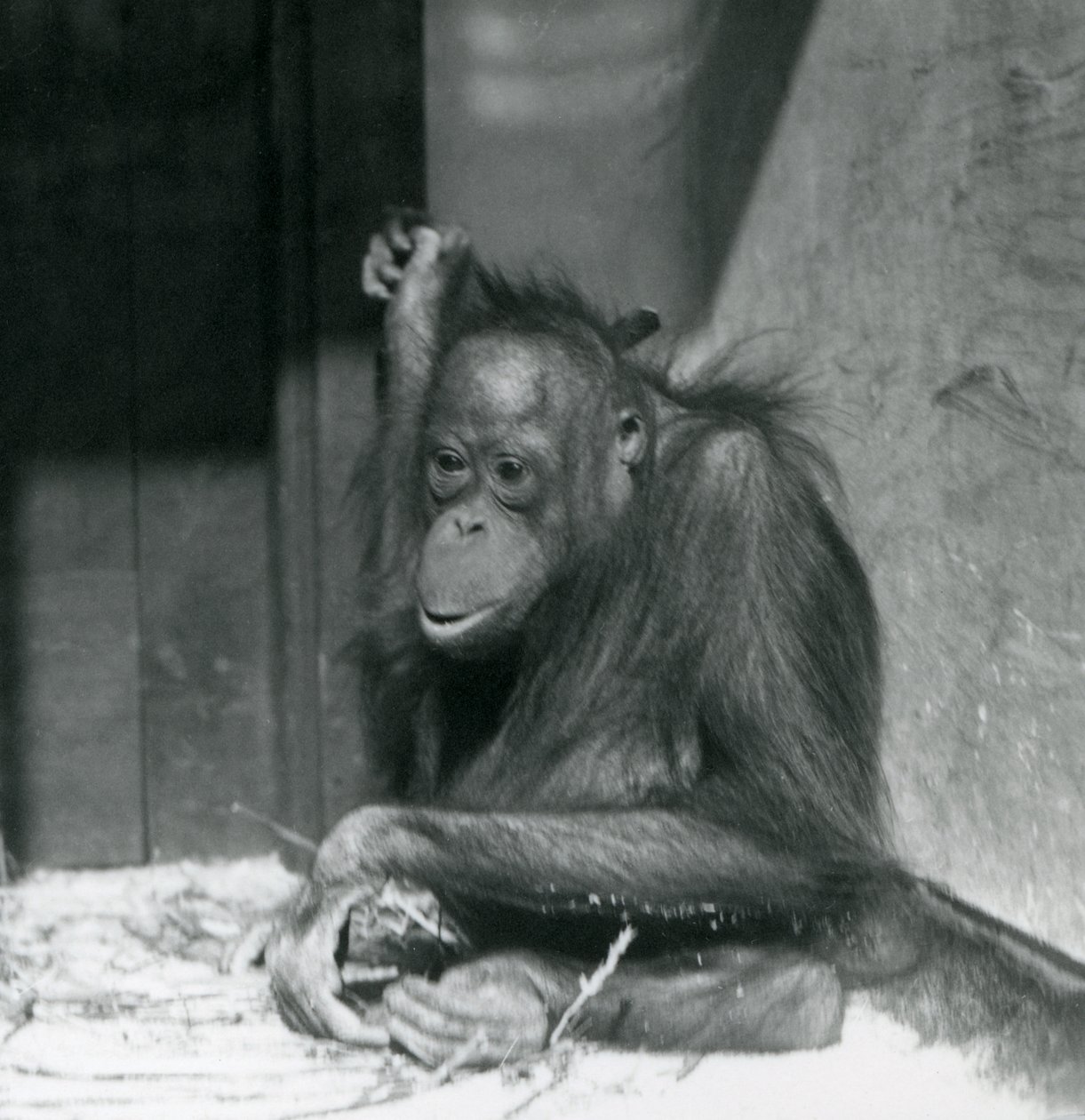 Un jeune orang-outan assis dans son enclos au Zoo de Londres, octobre 1925 - Frederick William Bond