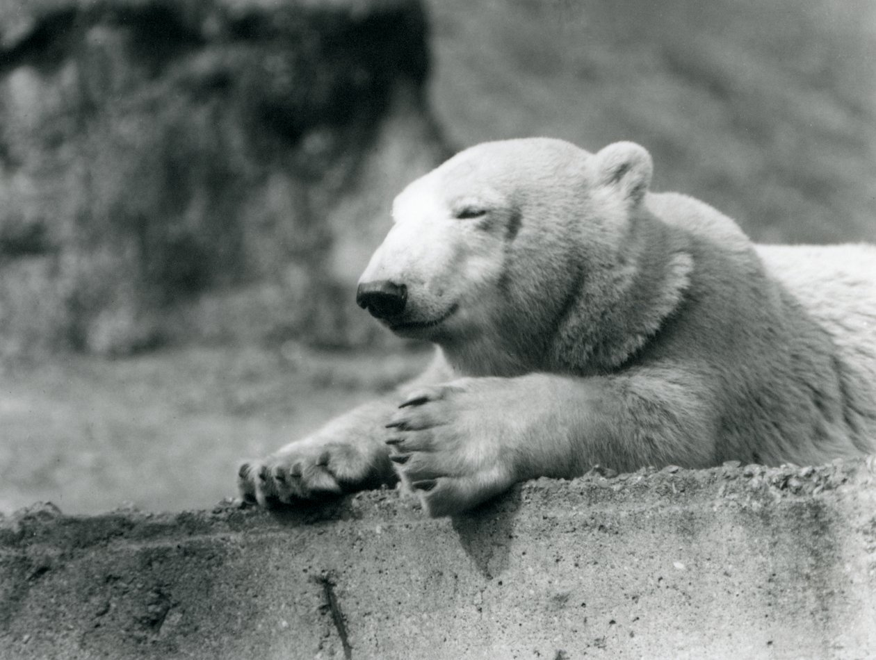 Un jeune ours polaire reposant sur une corniche en béton au zoo de Londres en 1927 - Frederick William Bond