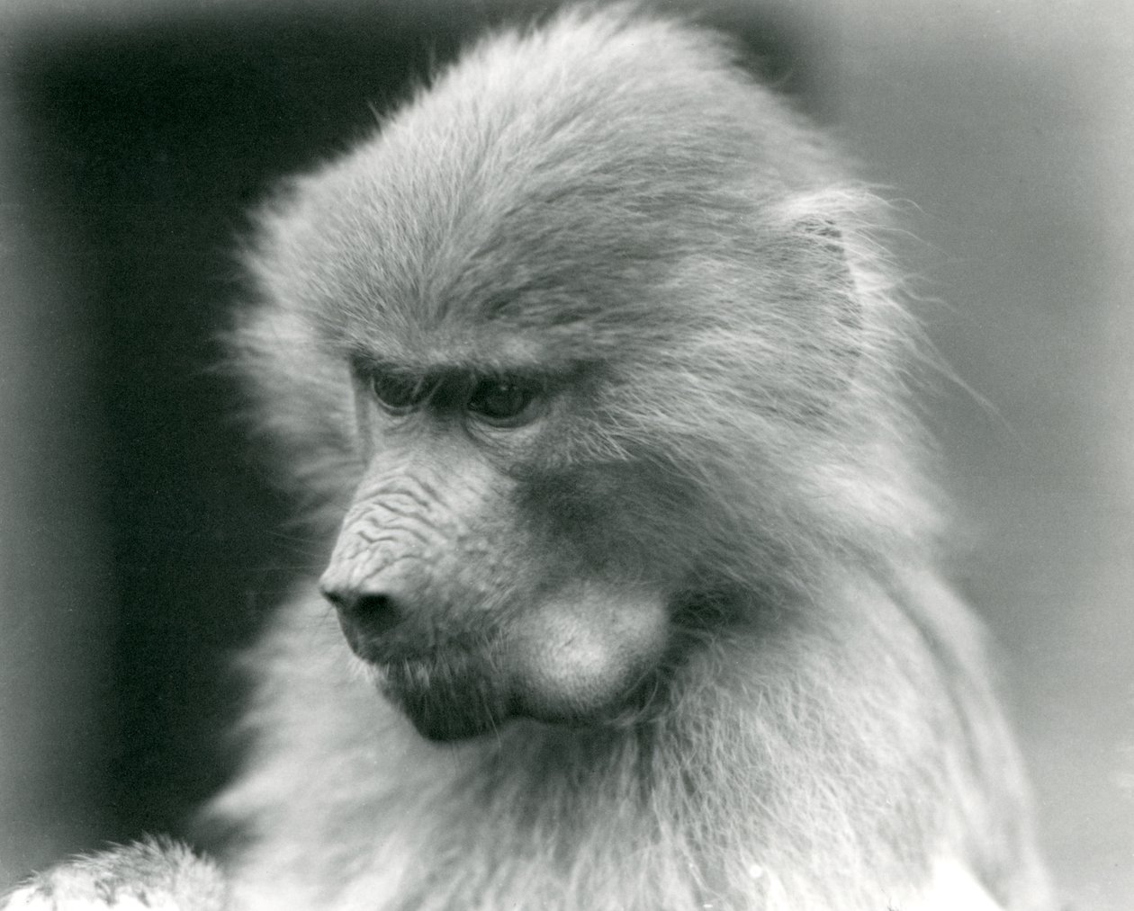 Un jeune babouin sacré avec sa poche buccale pleine, Zoo de Londres, 1925 - Frederick William Bond