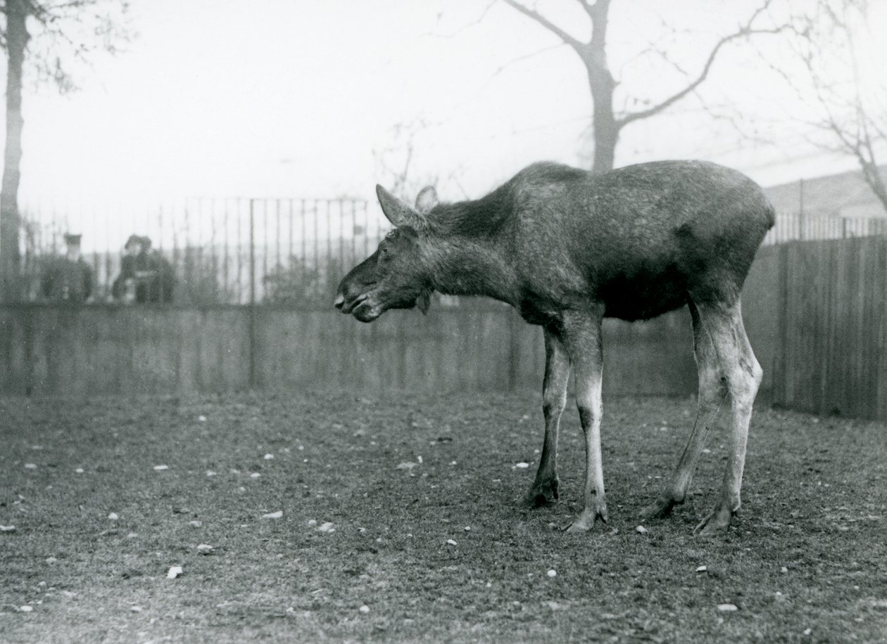 Un jeune Élan/Bison, avec des blessures de bois récemment perdus, debout dans son enclos au Zoo de Londres (photo n/b) - Frederick William Bond