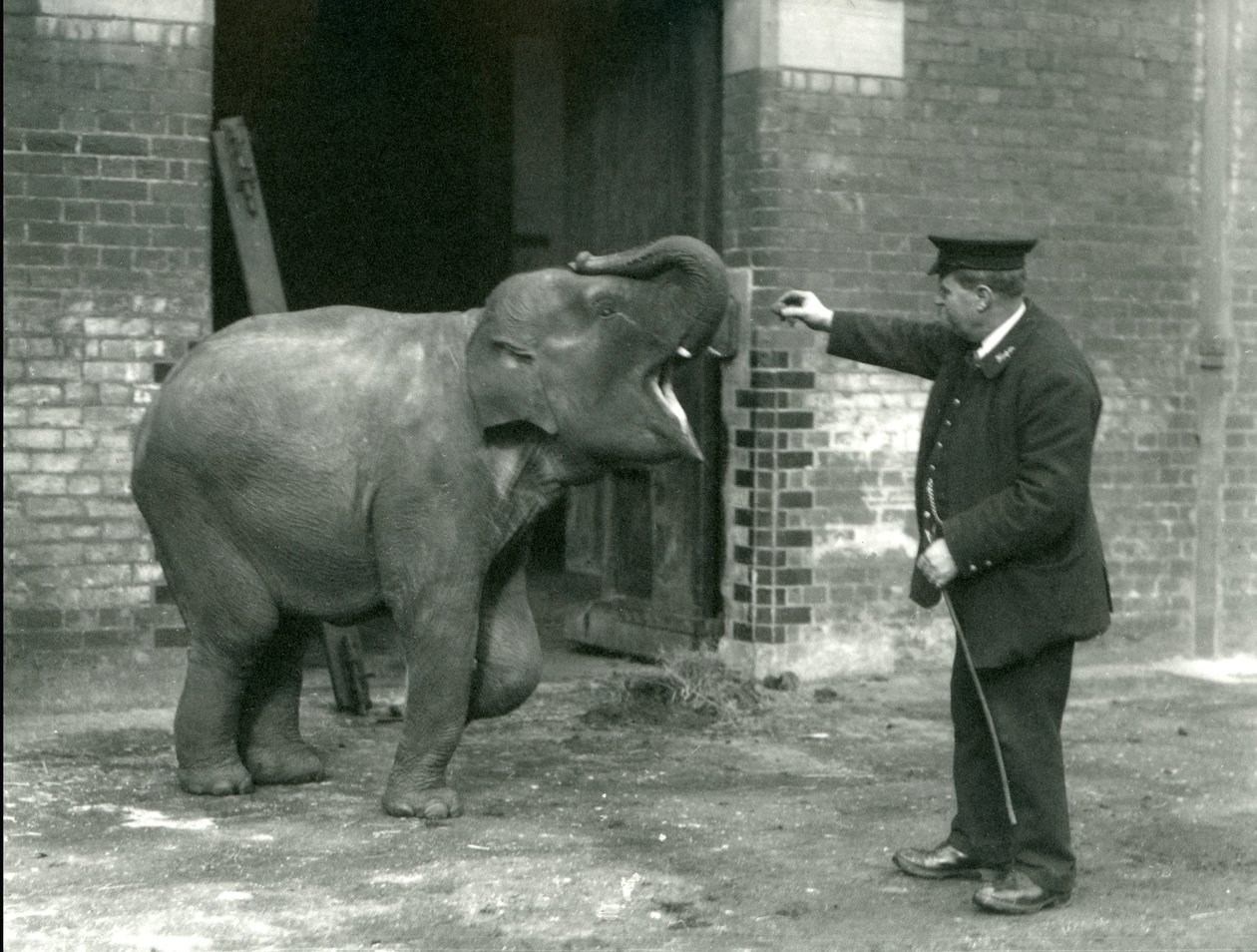 Jeune éléphante indienne avec le gardien H. Robertson, Zoo de Londres, 22 février 1922 - Frederick William Bond