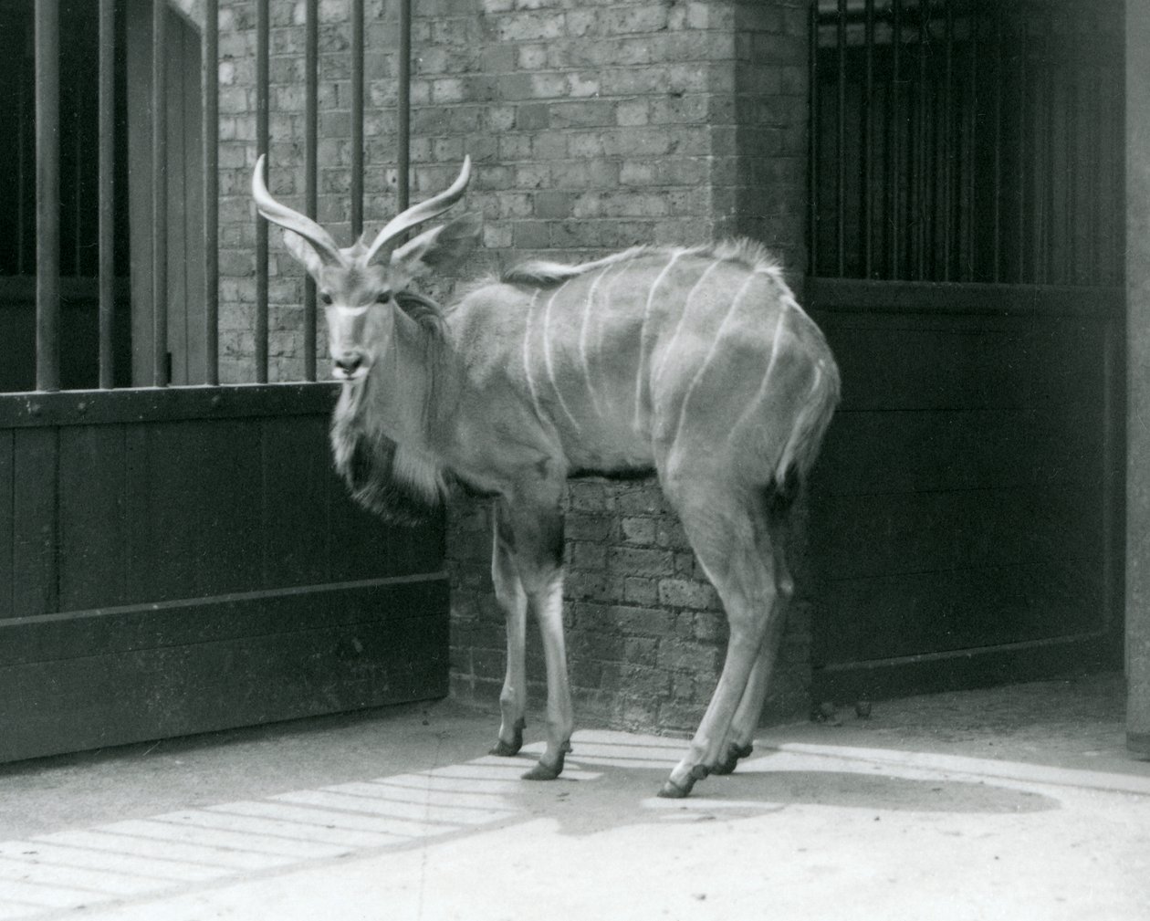 Un jeune mâle Grand Koudou debout dans son enclos au Zoo de Londres en 1929 (photo n/b) - Frederick William Bond