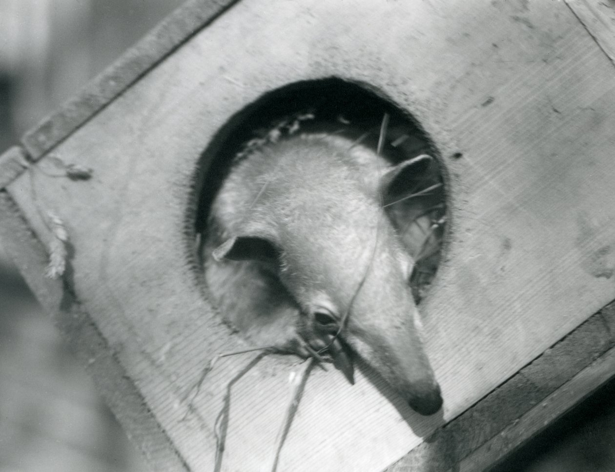 Un jeune tamandua regardant hors de sa boîte de nidification, Zoo de Londres, avril 1925 - Frederick William Bond
