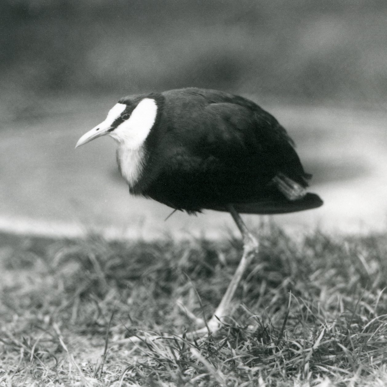 Un jacana africain debout sur l