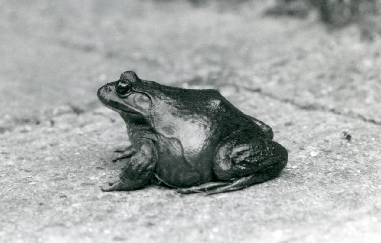 Une grenouille taureau américaine, Zoo de Londres, 1925 - Frederick William Bond